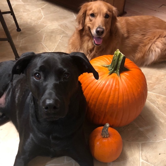 Meet your Posher, Curly and Olive - Picture 6 of 7